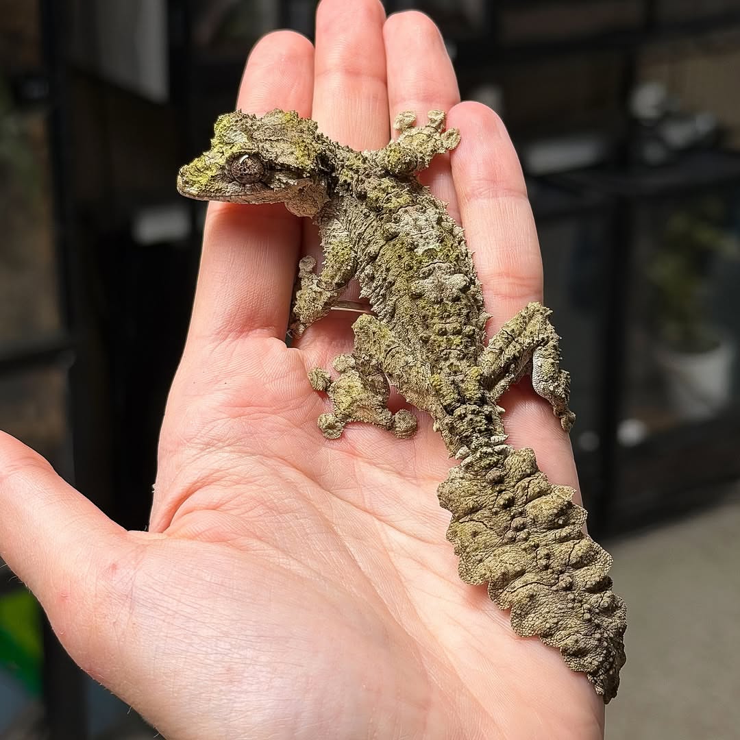 Mossy Leaf-Tailed Gecko (Uroplatus sikorae)