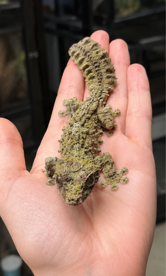 Mossy Leaf-Tailed Gecko (Uroplatus sikorae) - Image 3