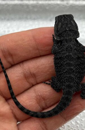 🖤 Pure Black Bearded Dragon 🖤