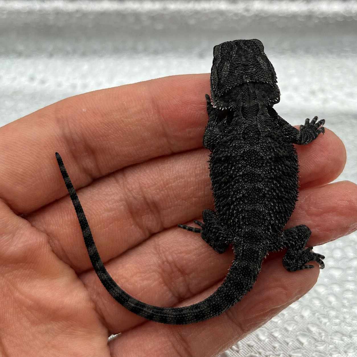 🖤 Pure Black Bearded Dragon 🖤