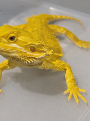 Bright Yellow Bearded Dragon