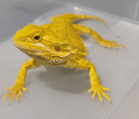 Bright Yellow Bearded Dragon