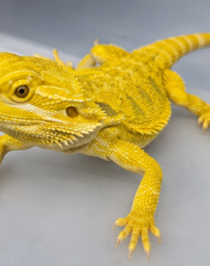 Bright Yellow Bearded Dragon