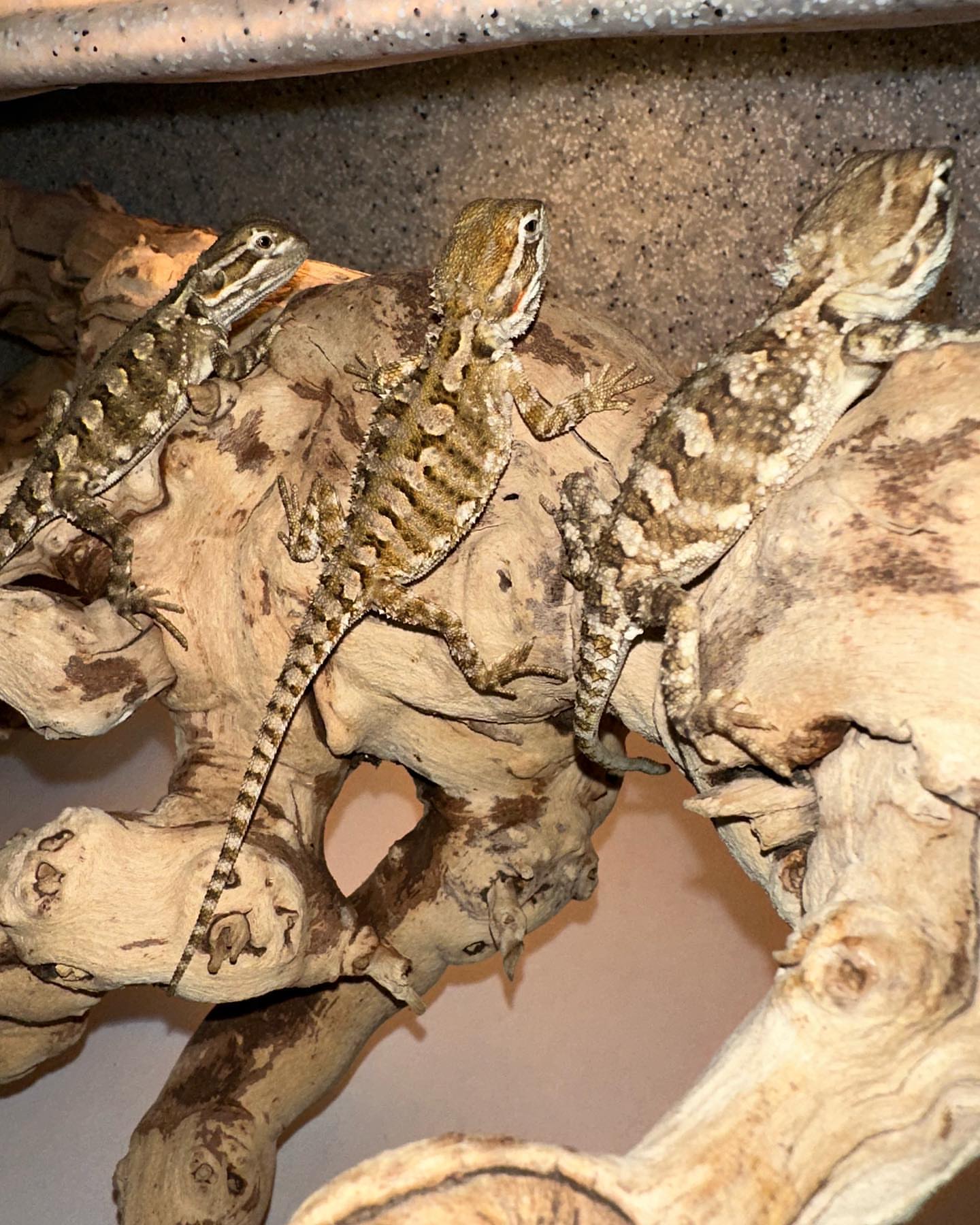 Rankin’s Dragon (Pogona henrylawsoni)
Price is for One - Image 3