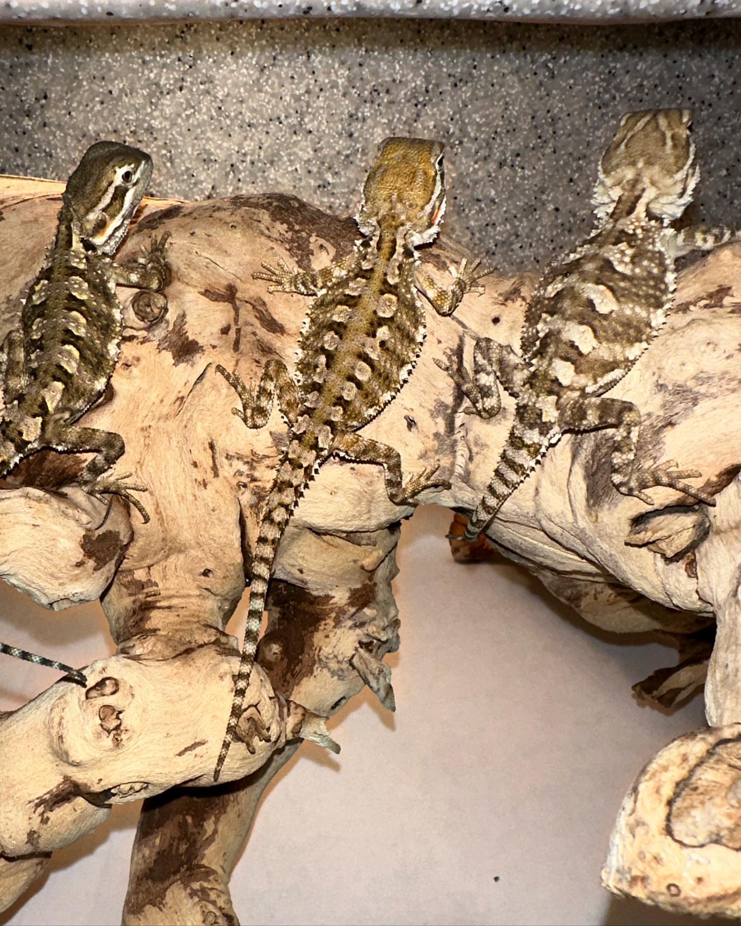 Rankin’s Dragon (Pogona henrylawsoni)
Price is for One - Image 2