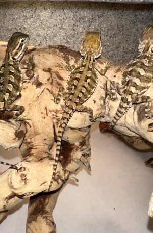 Rankin’s Dragon (Pogona henrylawsoni)
Price is for One