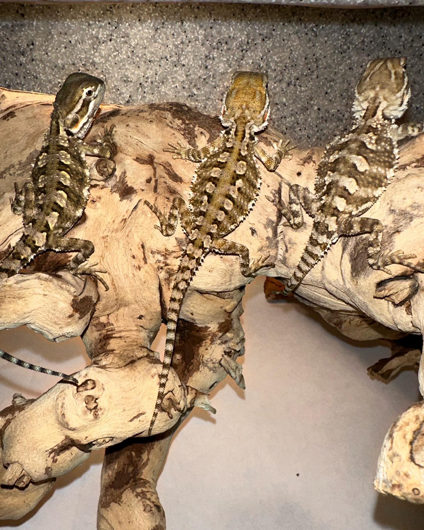 Rankin’s Dragon (Pogona henrylawsoni)
Price is for One