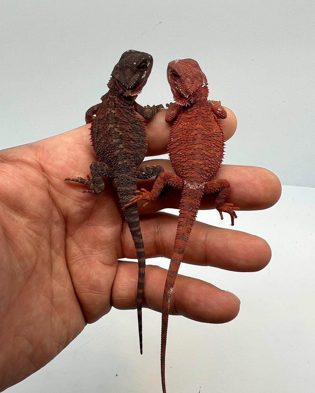 Male & Female Bearded Dragon PairBeautiful Dark & Red Bearded Dragon Breeding Pair - Image 3
