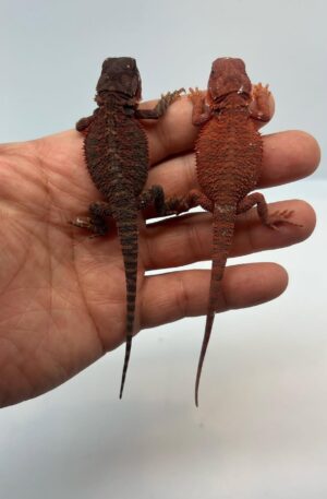 Male & Female Bearded Dragon PairBeautiful Dark & Red Bearded Dragon Breeding Pair