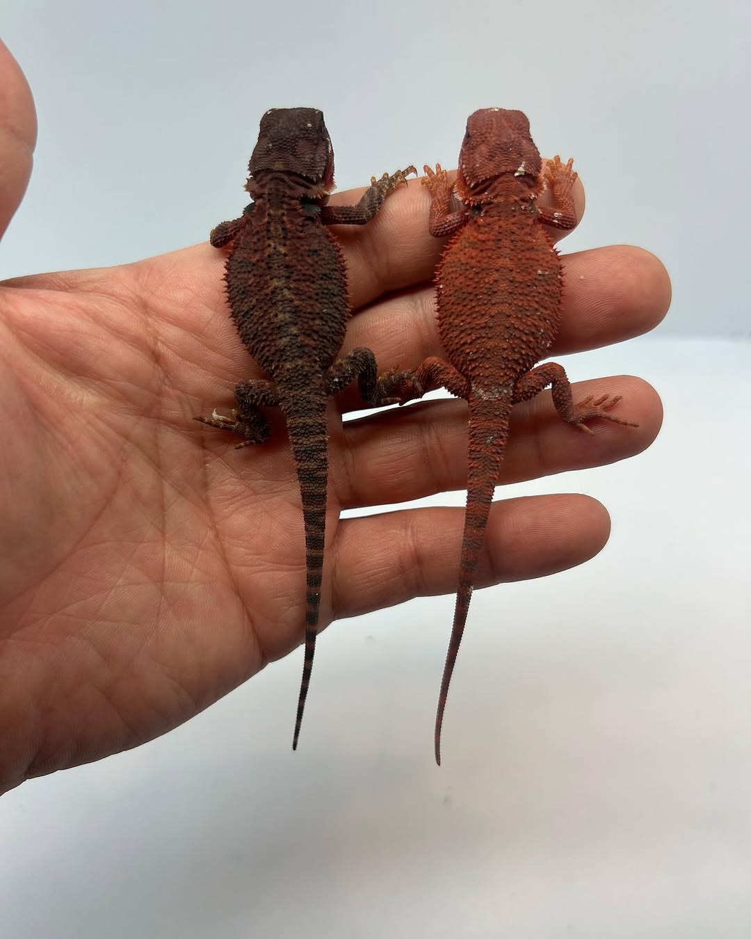 Male & Female Bearded Dragon PairBeautiful Dark & Red Bearded Dragon Breeding Pair