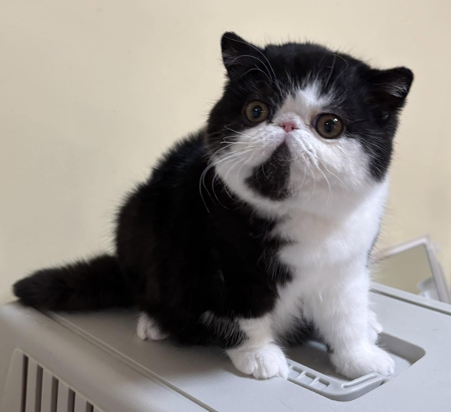 Black & White Exotic Shorthair Kitten - Image 5