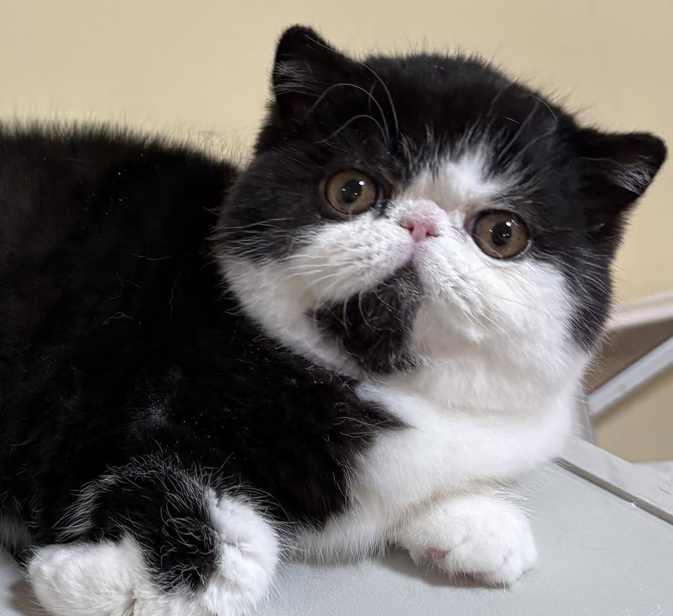 Black & White Exotic Shorthair Kitten - Image 2