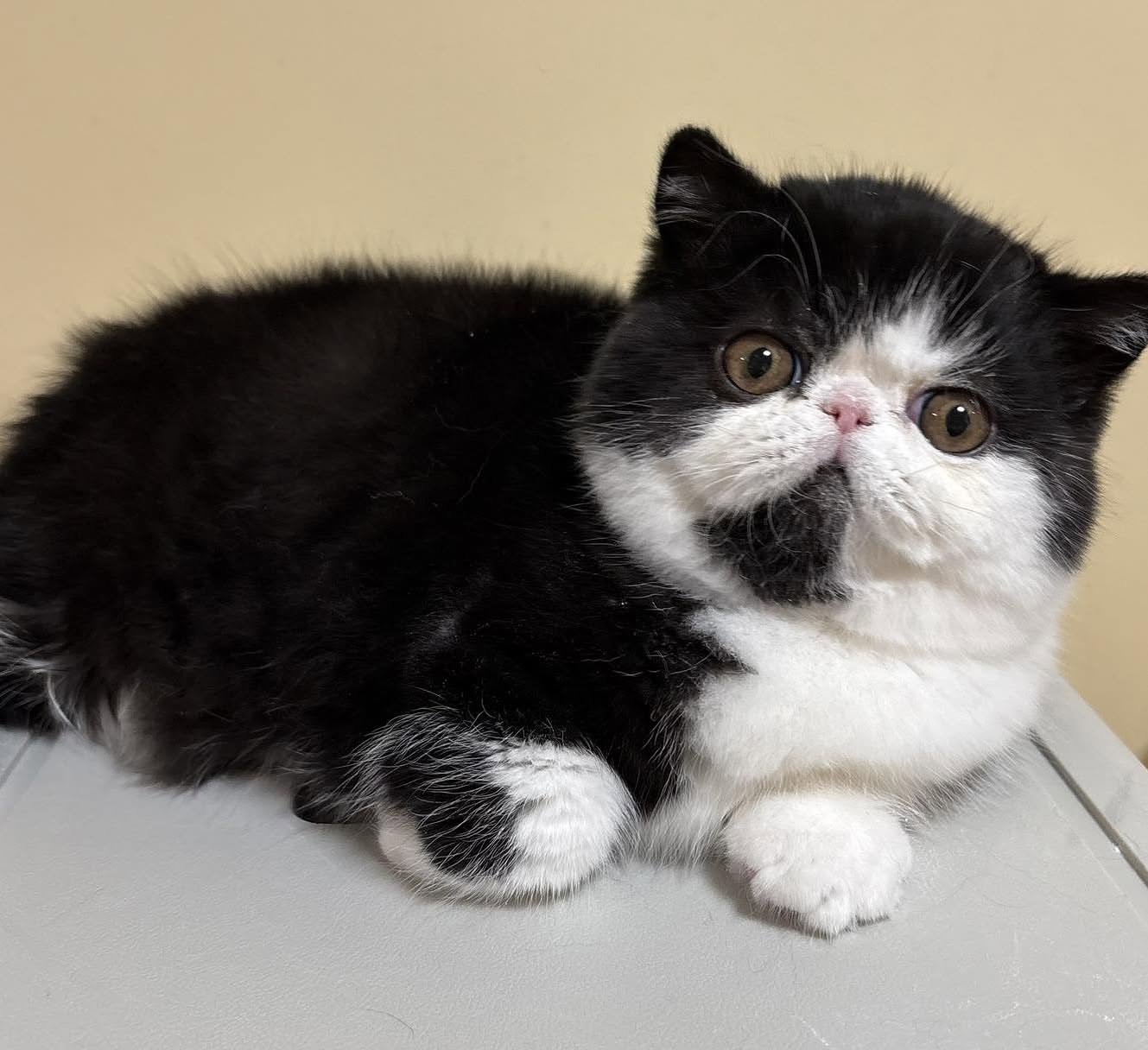 Black & White Exotic Shorthair Kitten - Image 4