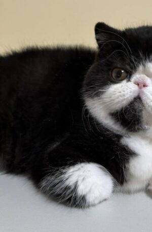 Black & White Exotic Shorthair Kitten