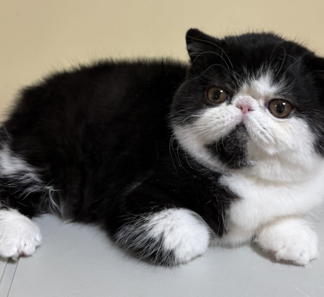 Black & White Exotic Shorthair Kitten