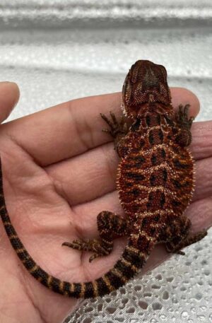 Male Dark Red Bearded Dragon