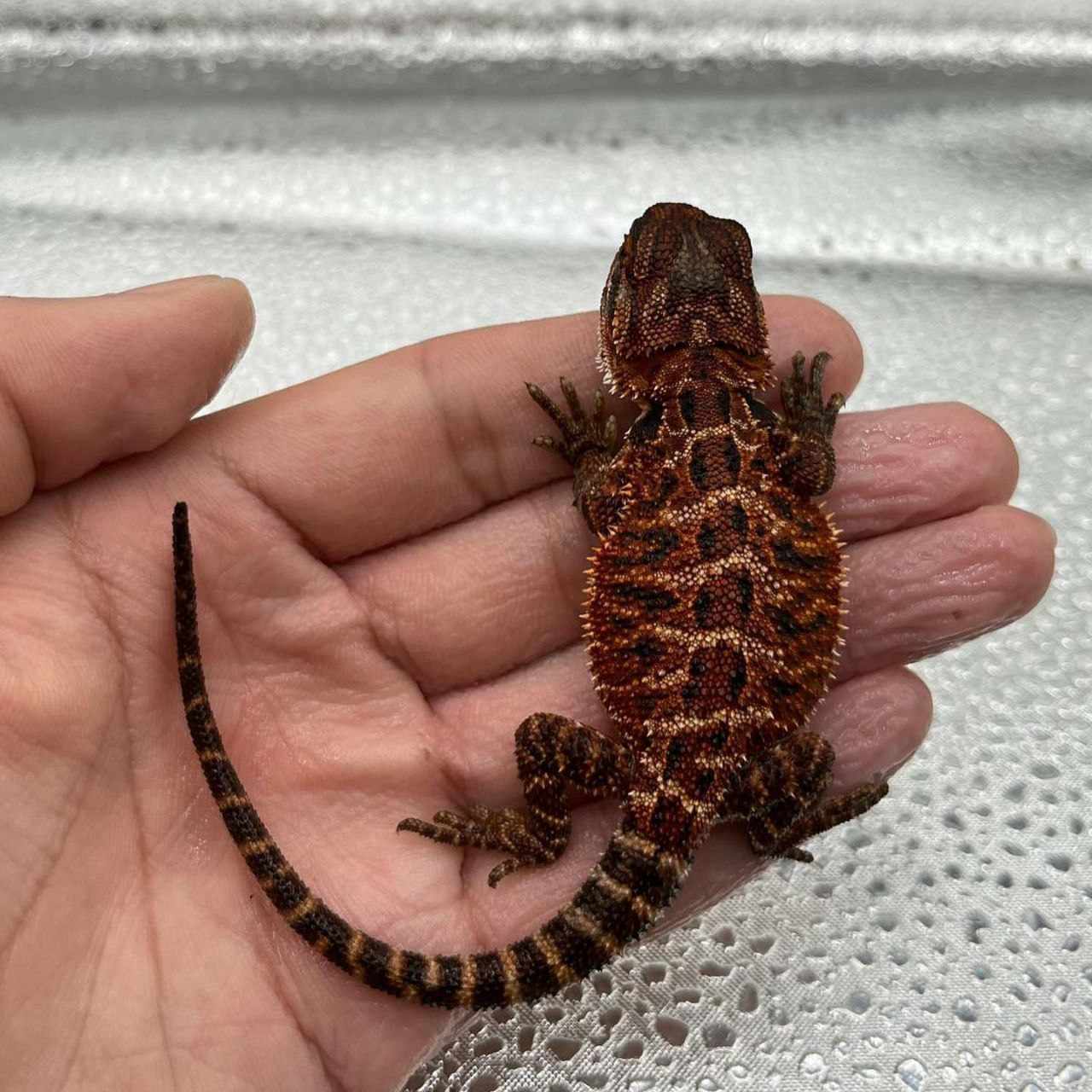Male Dark Red Bearded Dragon