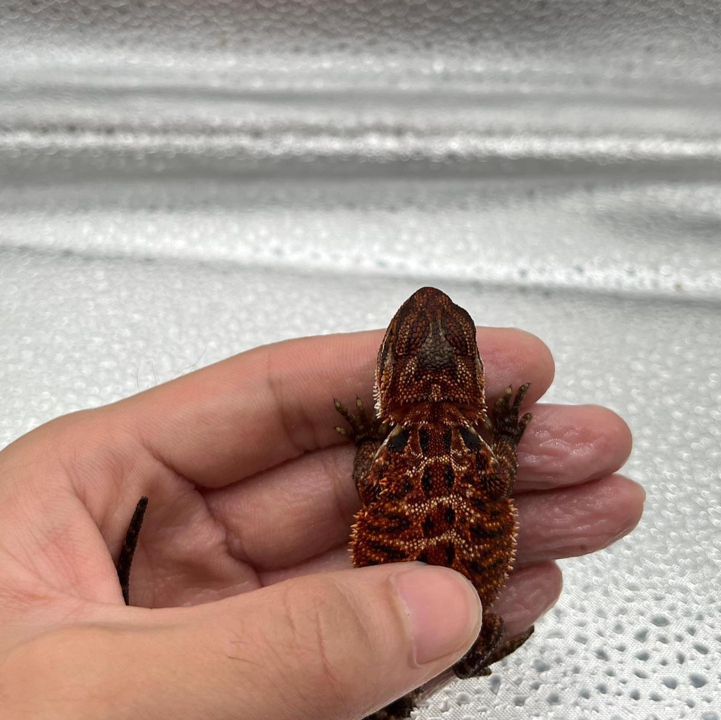 Male Dark Red Bearded Dragon - Image 2