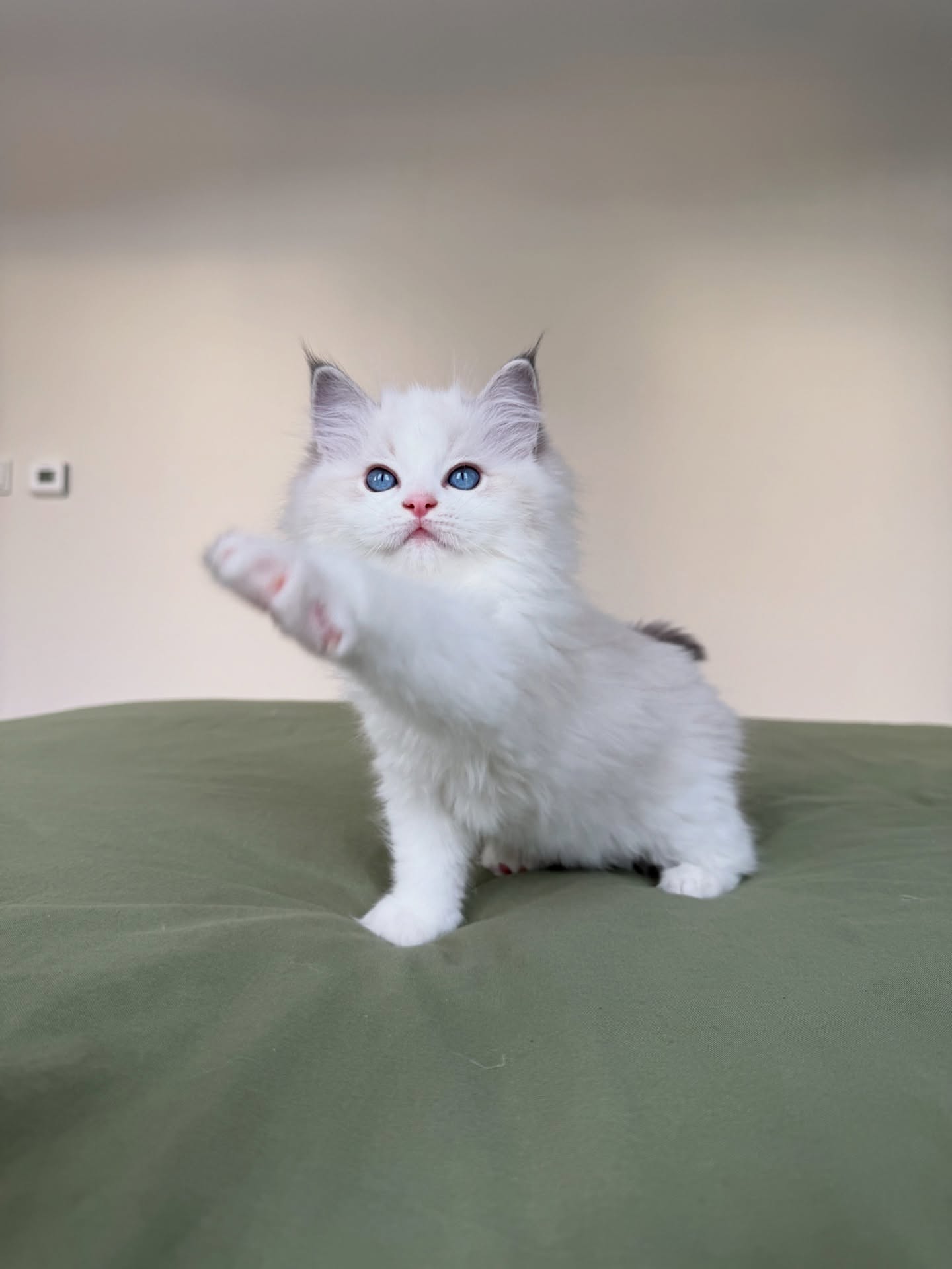 Female Blue Bicolor Ragdoll Kitten - Image 3