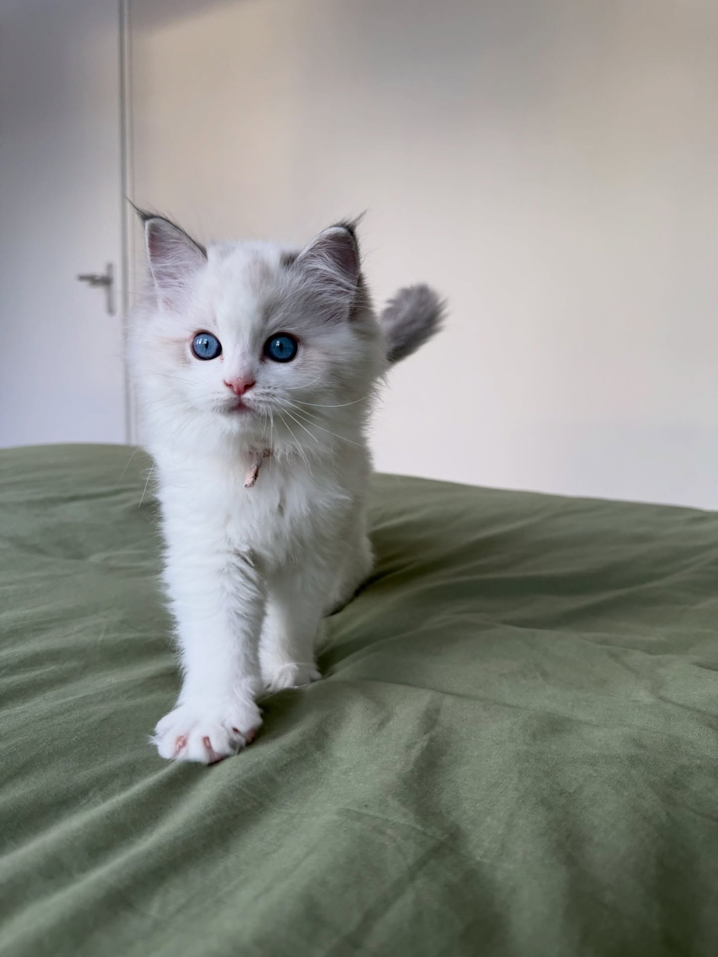 Female Blue Bicolor Ragdoll Kitten - Image 2