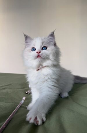 Female Blue Bicolor Ragdoll Kitten