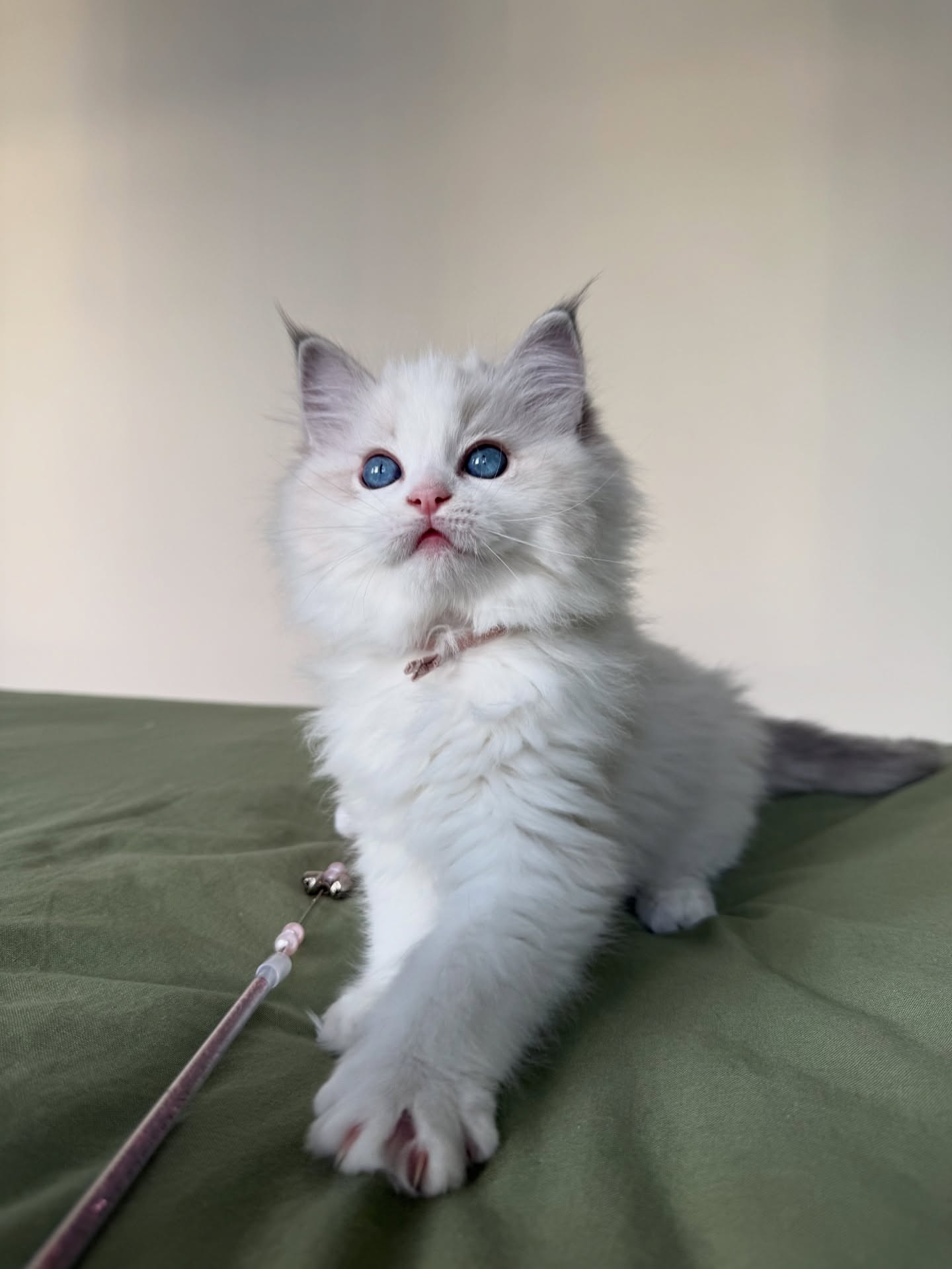 Female Blue Bicolor Ragdoll Kitten
