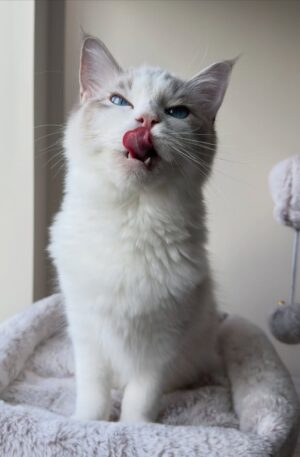 Male Blue Bicolor Ragdoll Kitten