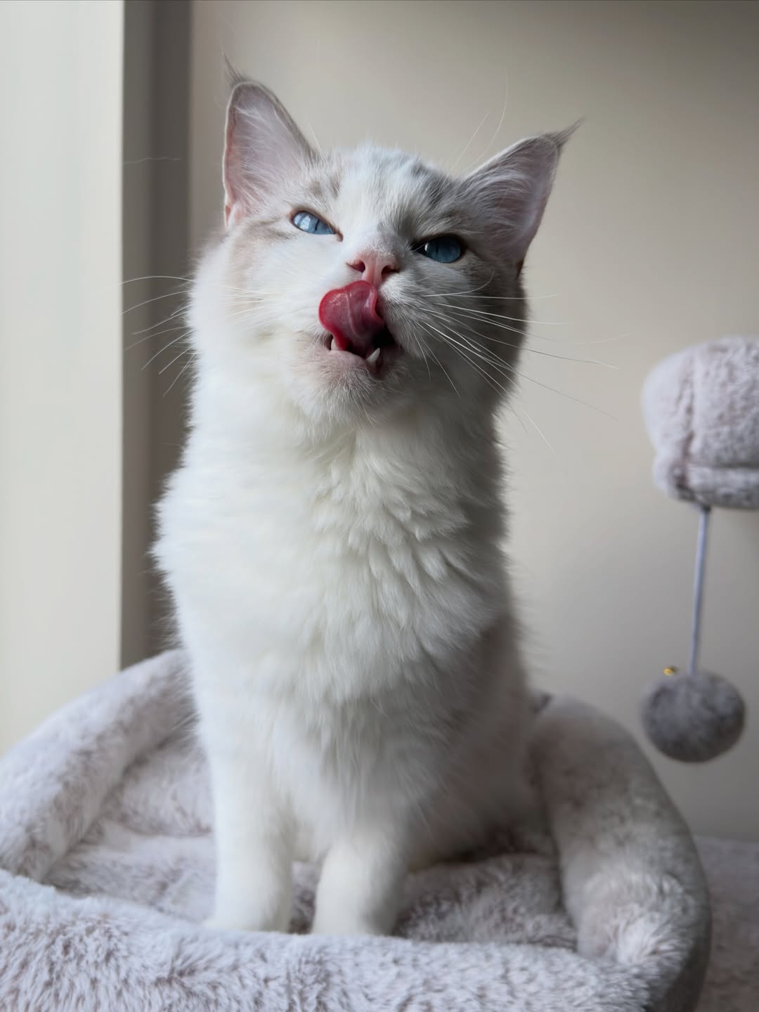 Male Blue Bicolor Ragdoll Kitten