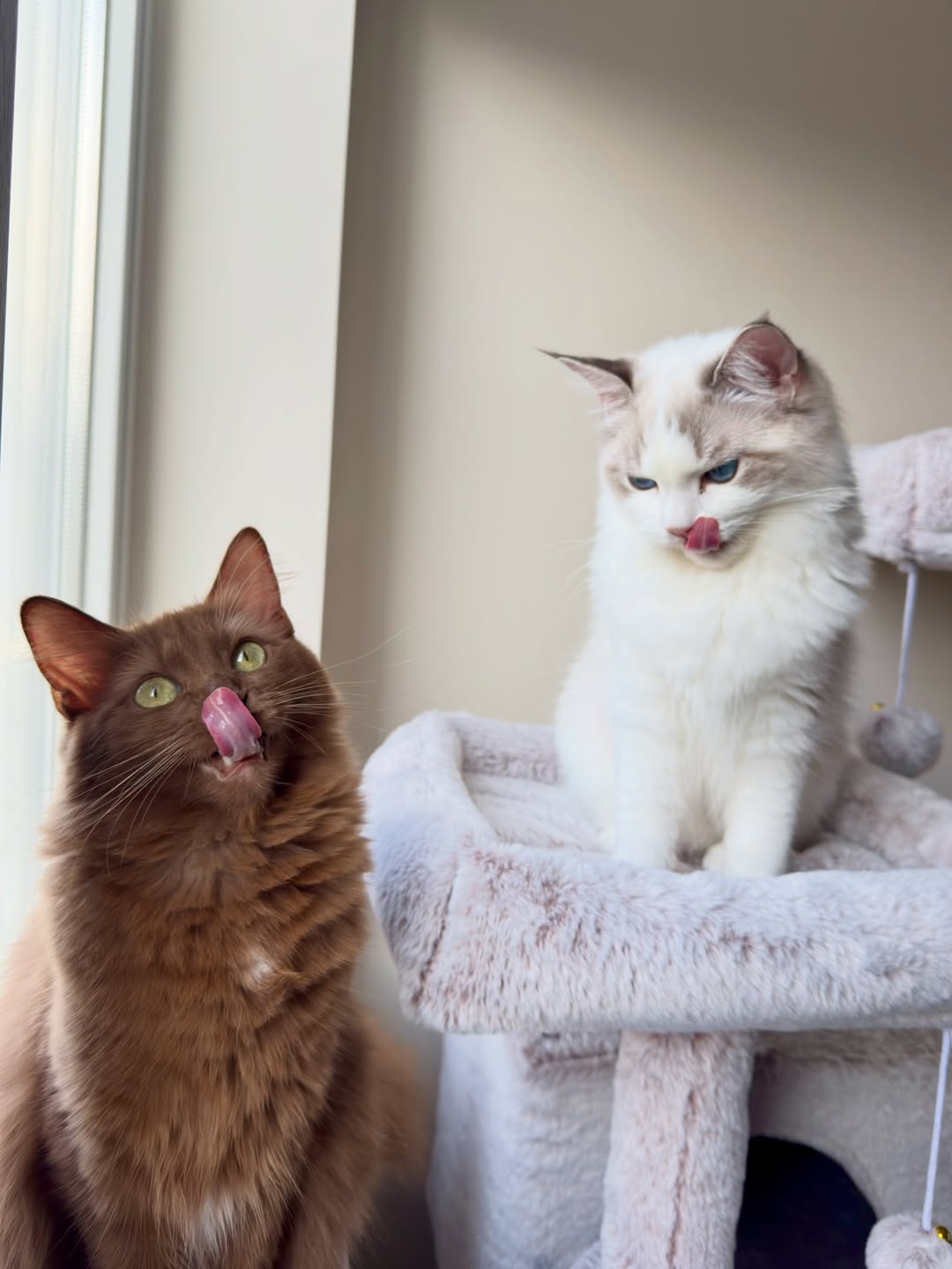 Brown & Blue Ragdoll Kitten Pair - Image 2