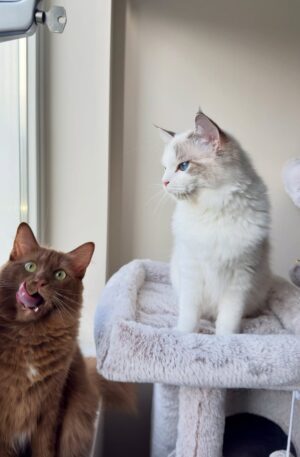 Brown & Blue Ragdoll Kitten Pair