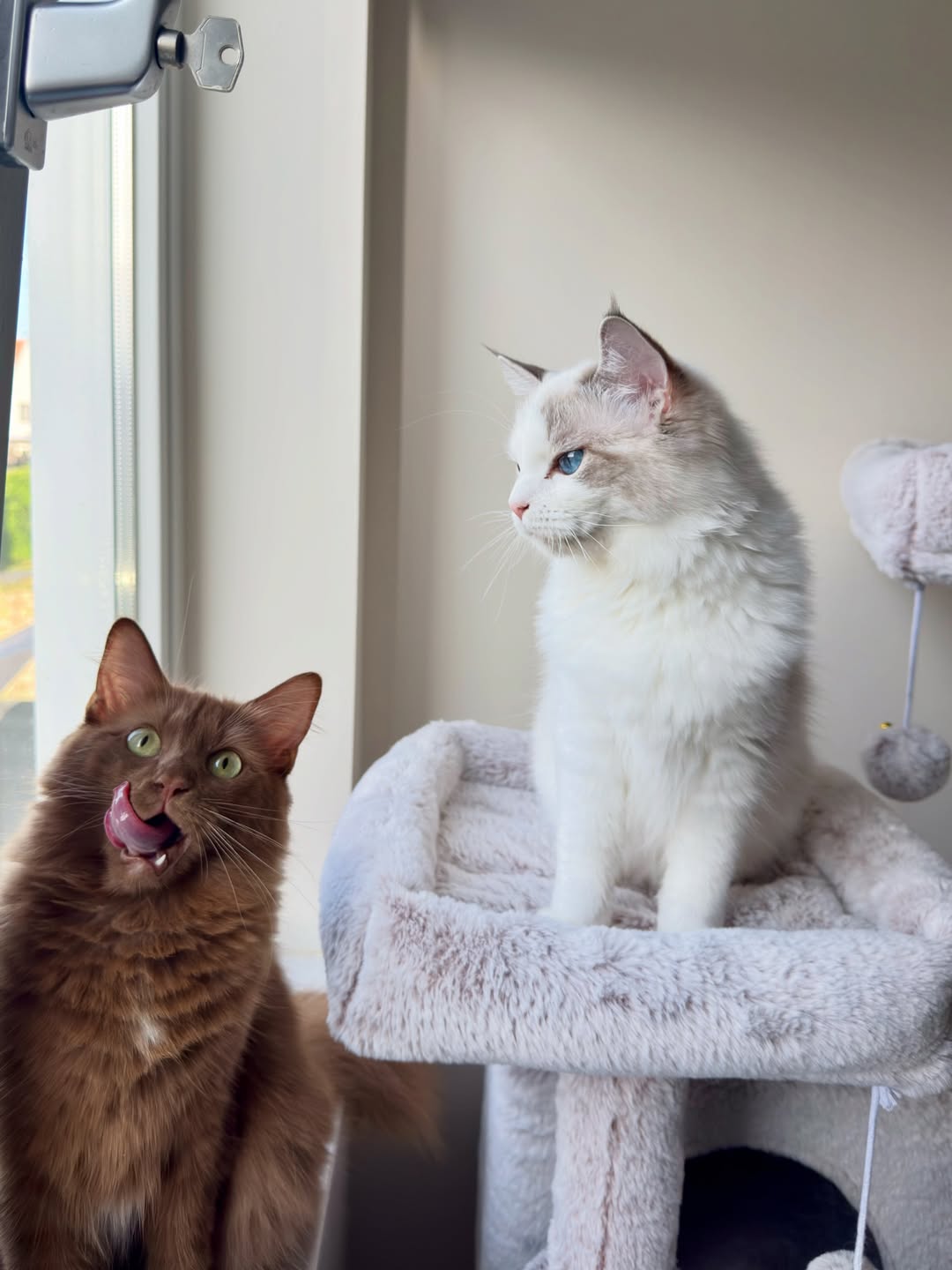 Brown & Blue Ragdoll Kitten Pair