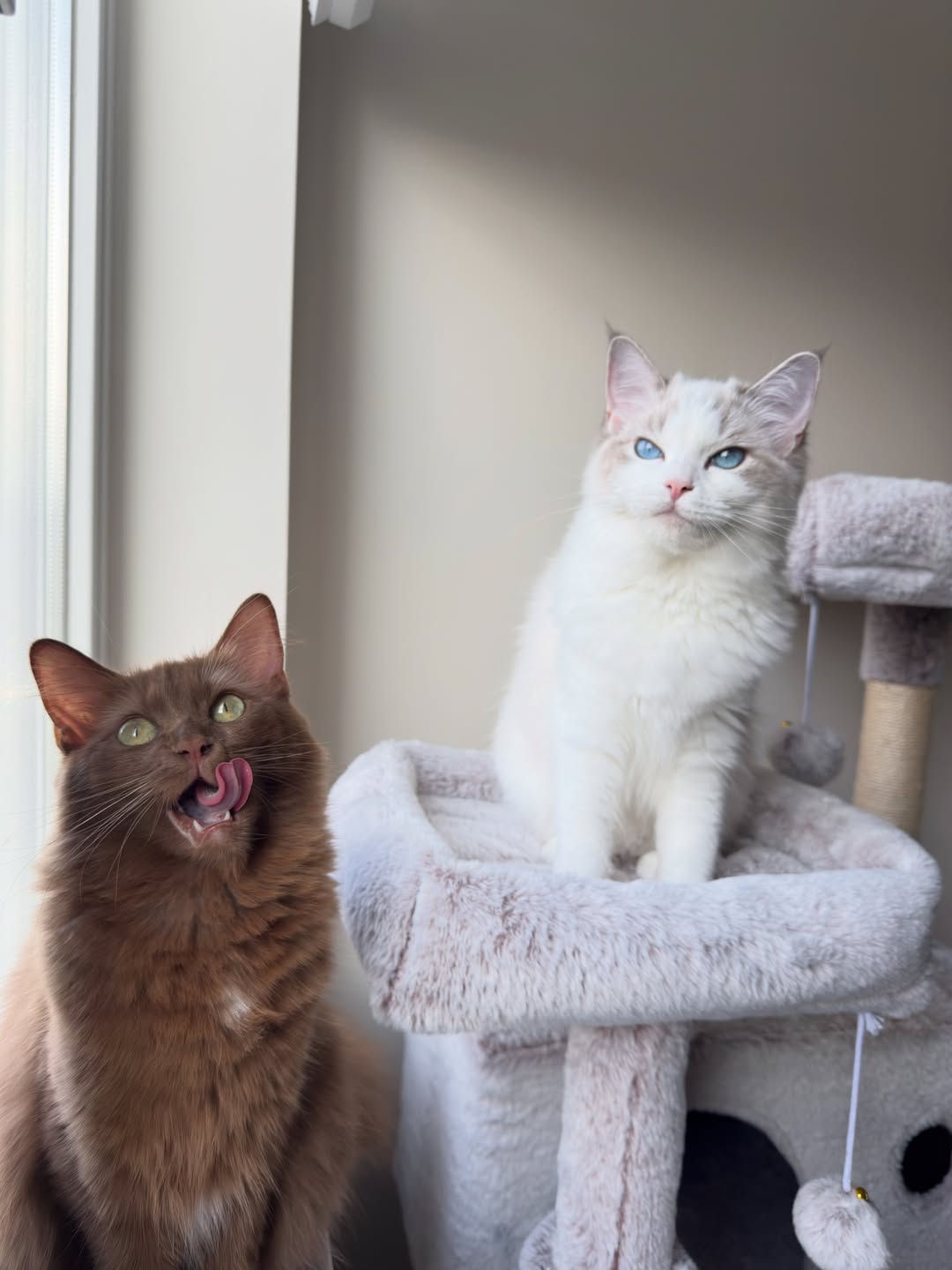 Brown & Blue Ragdoll Kitten Pair - Image 4