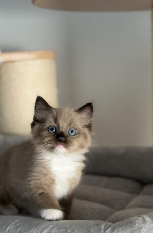 Seal Mitted Mink Ragdoll Kitten