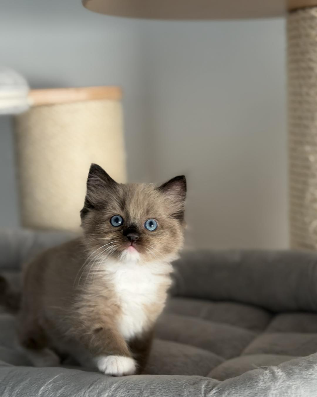 Seal Mitted Mink Ragdoll Kitten