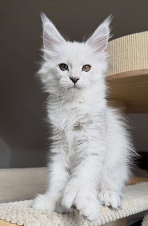 White Maine Coon Kitten