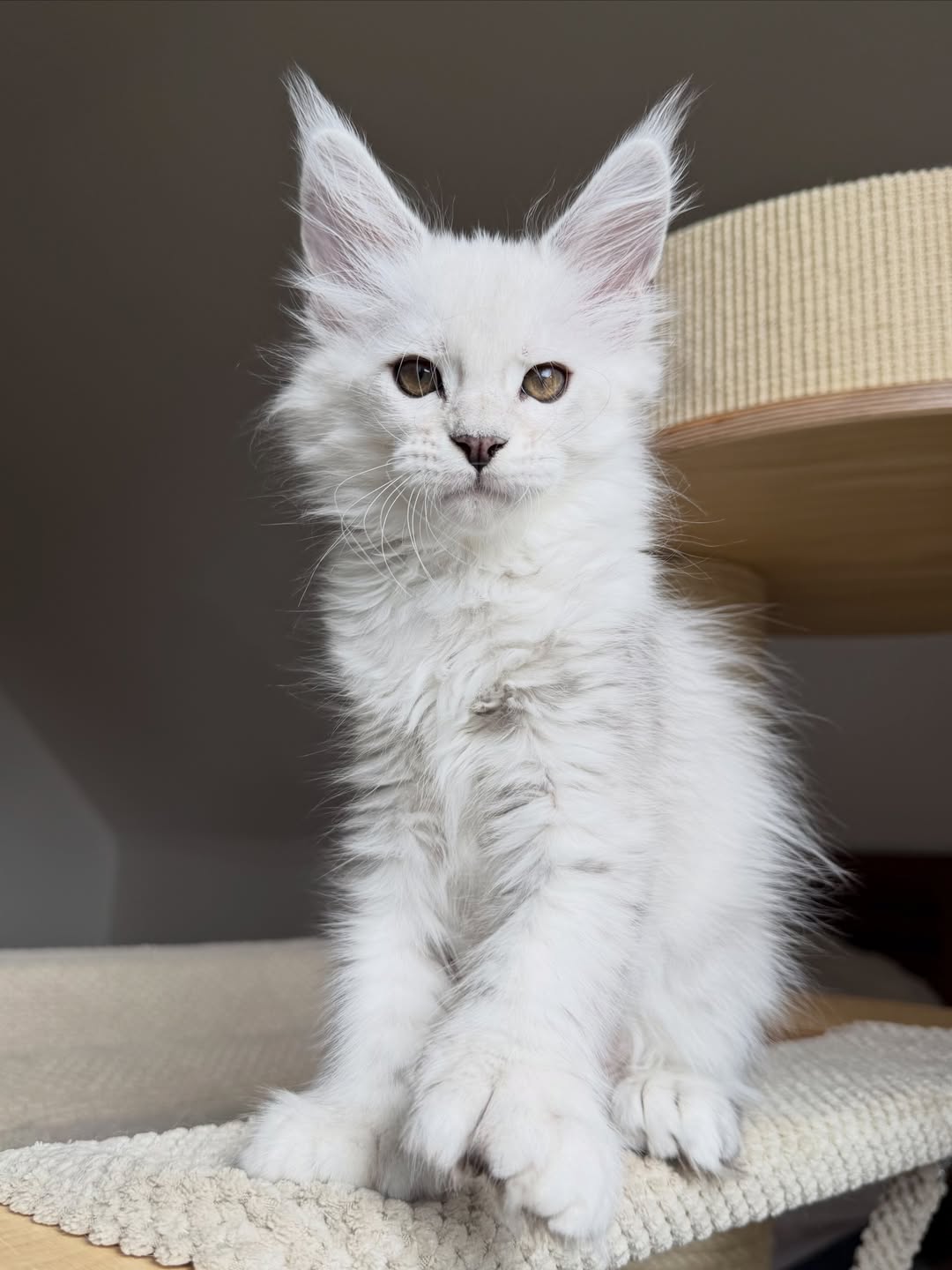 White Maine Coon Kitten