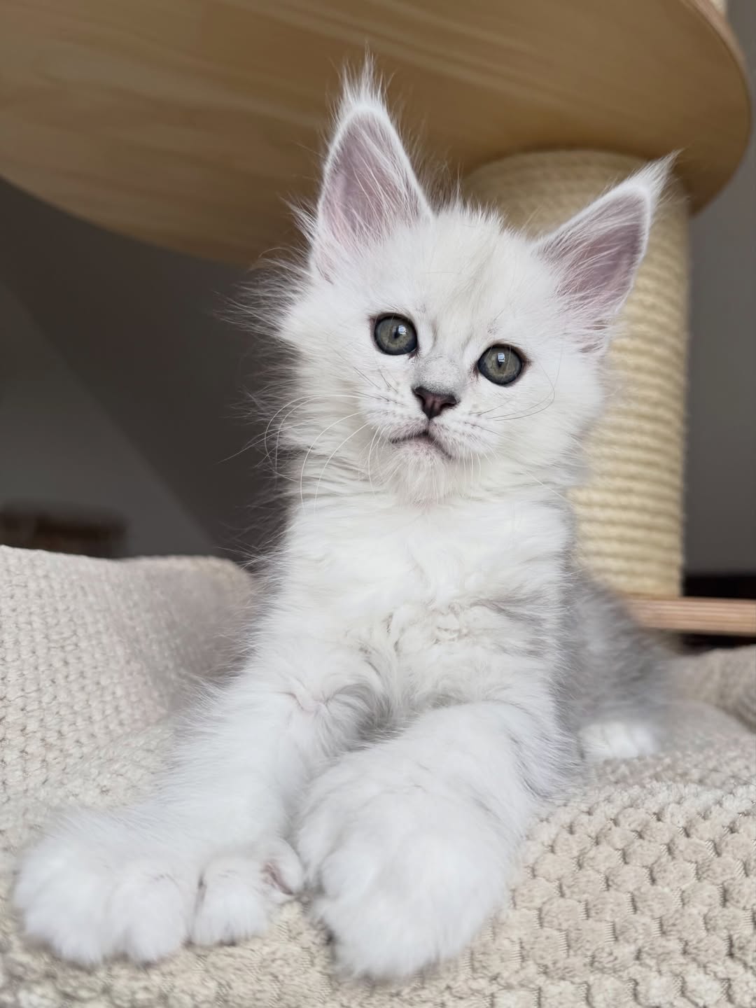Male White Maine Coon Kitten - Image 4