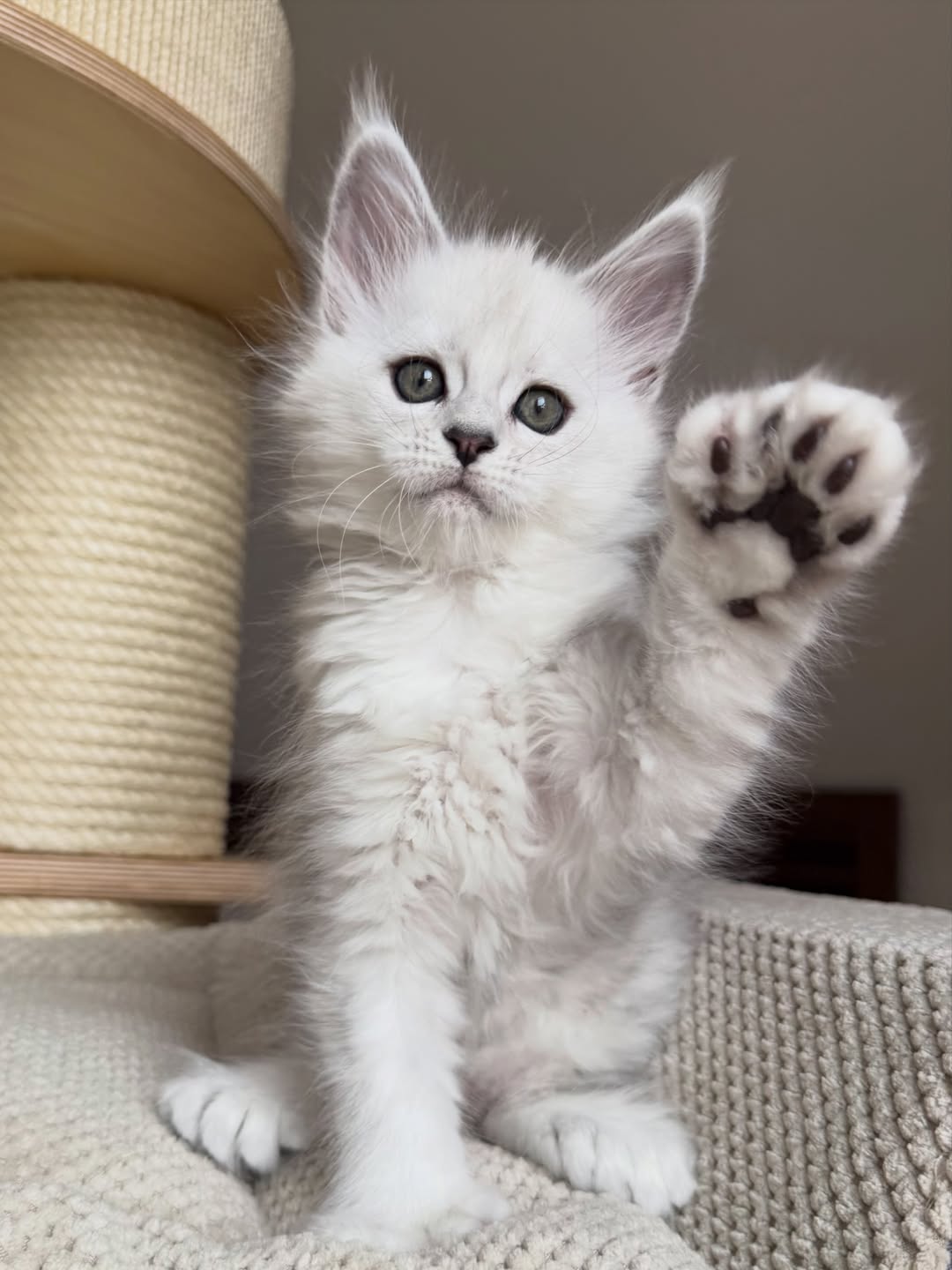 Male White Maine Coon Kitten - Image 3
