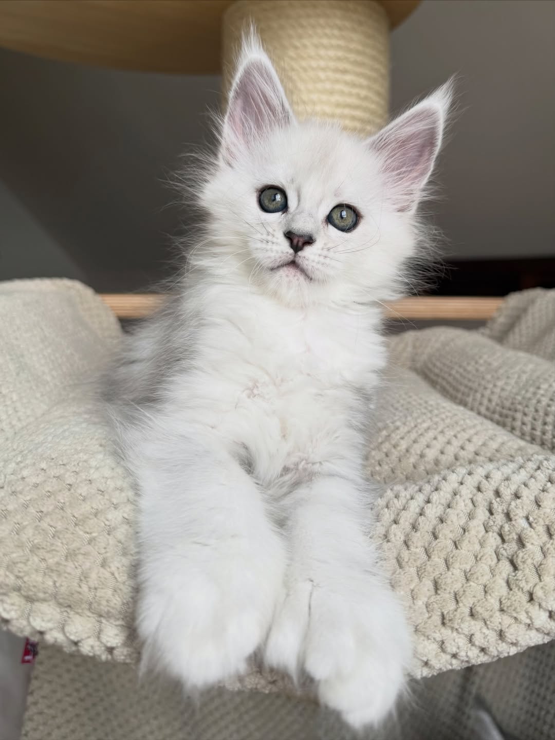 Male White Maine Coon Kitten - Image 2