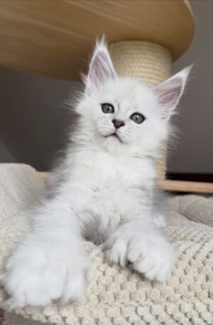 Male White Maine Coon Kitten