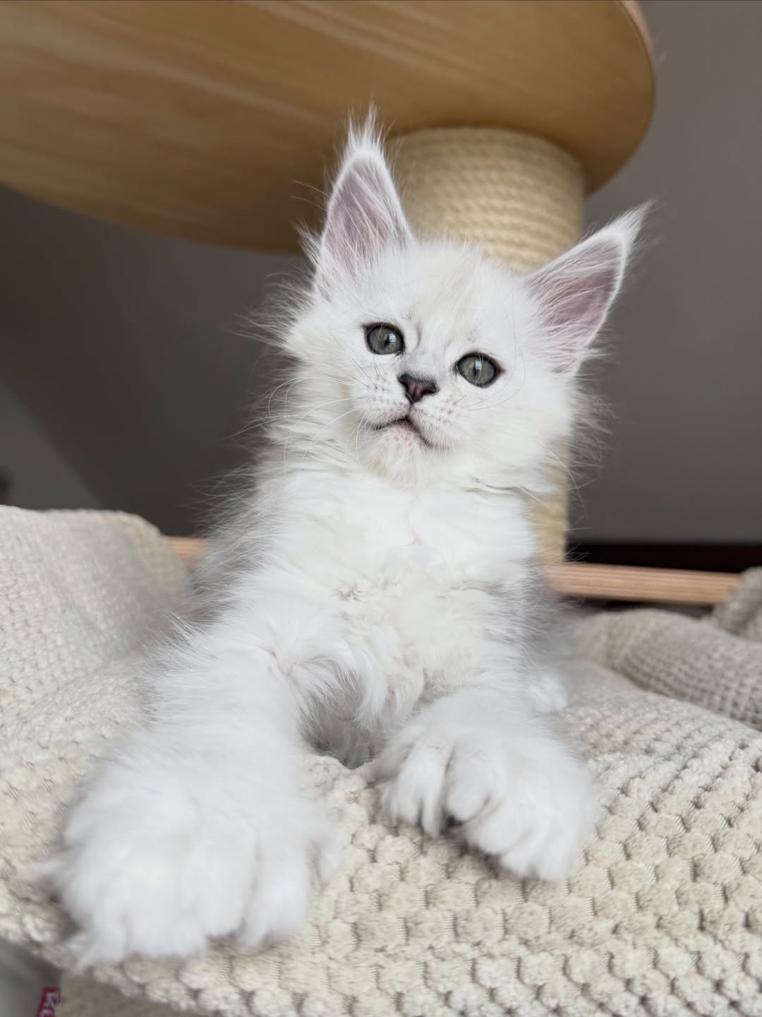 Male White Maine Coon Kitten
