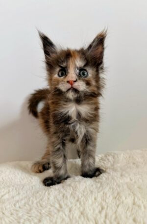 Tortoiseshell Maine Coon Kitten