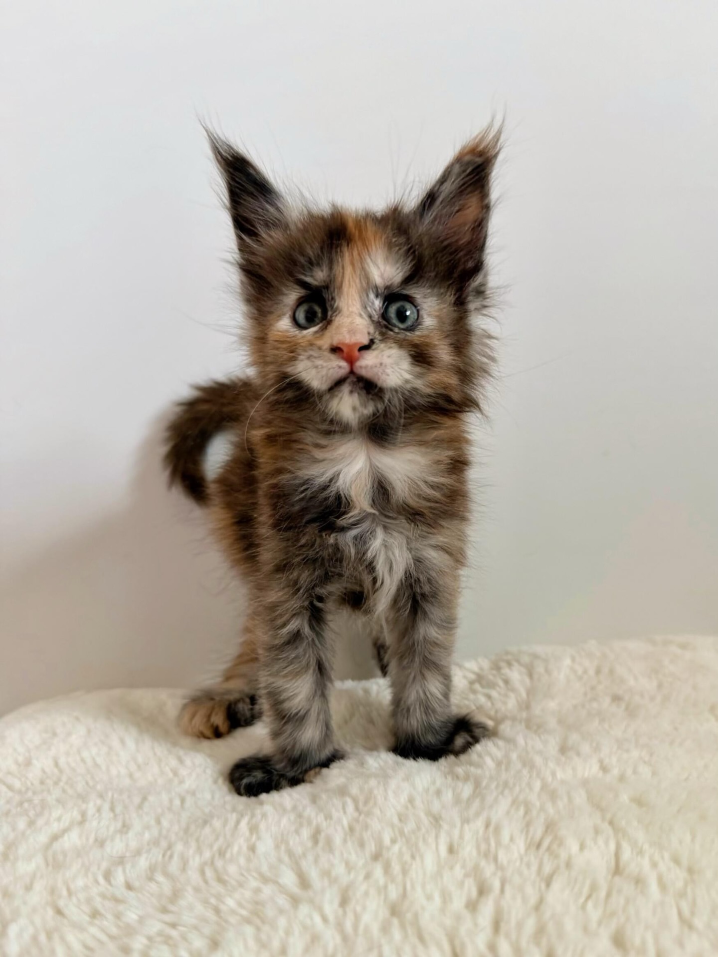 Tortoiseshell Maine Coon Kitten
