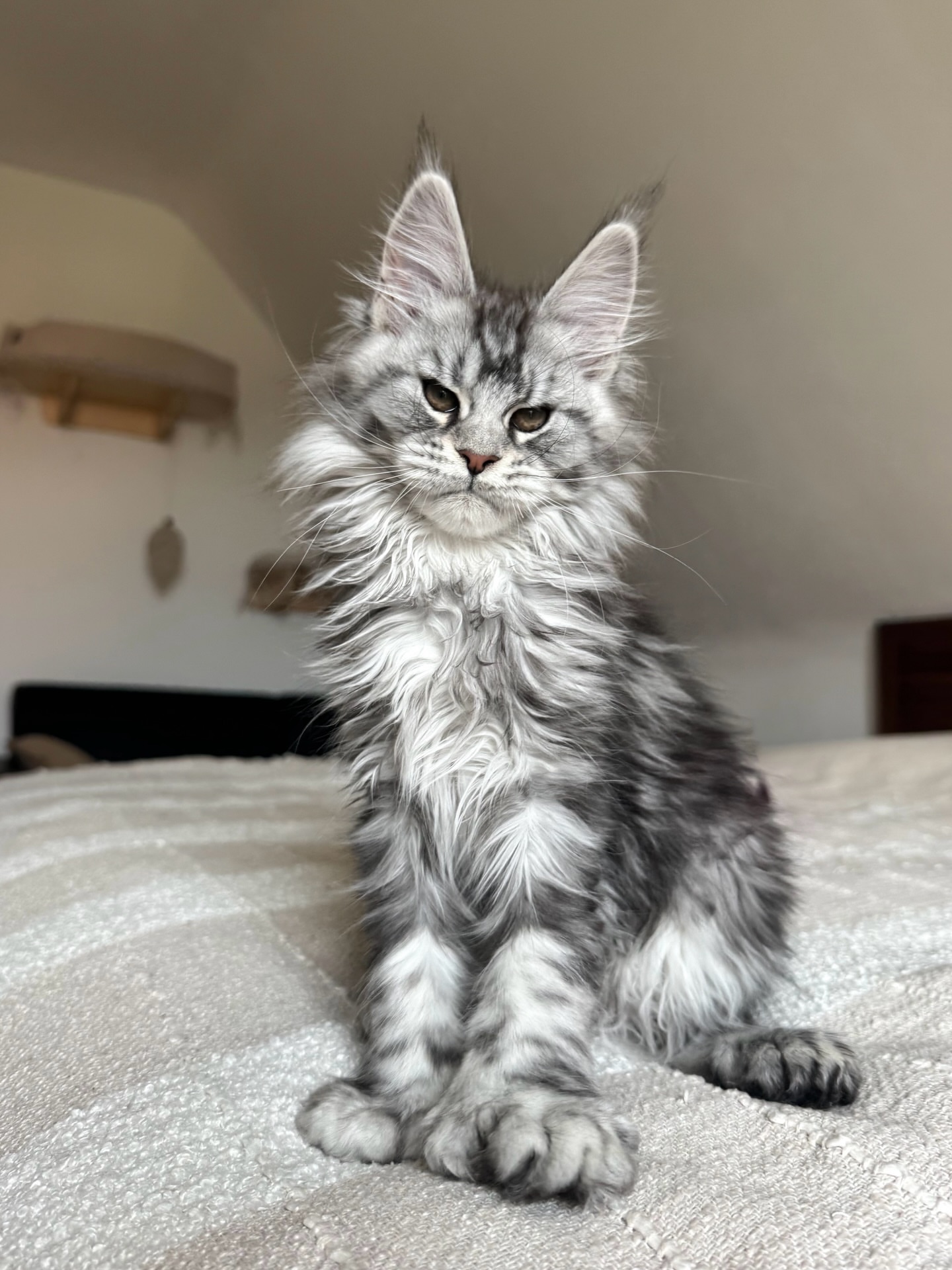 Silver Tabby Maine Coon Kitten - Image 3