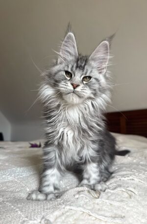 Silver Tabby Maine Coon Kitten