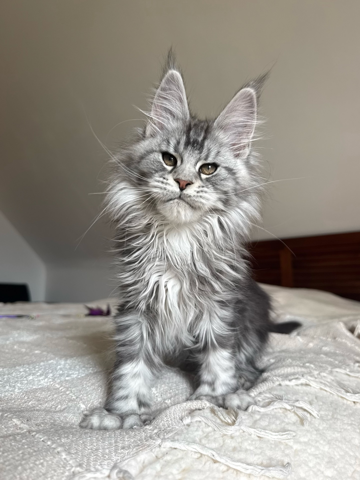 Silver Tabby Maine Coon Kitten