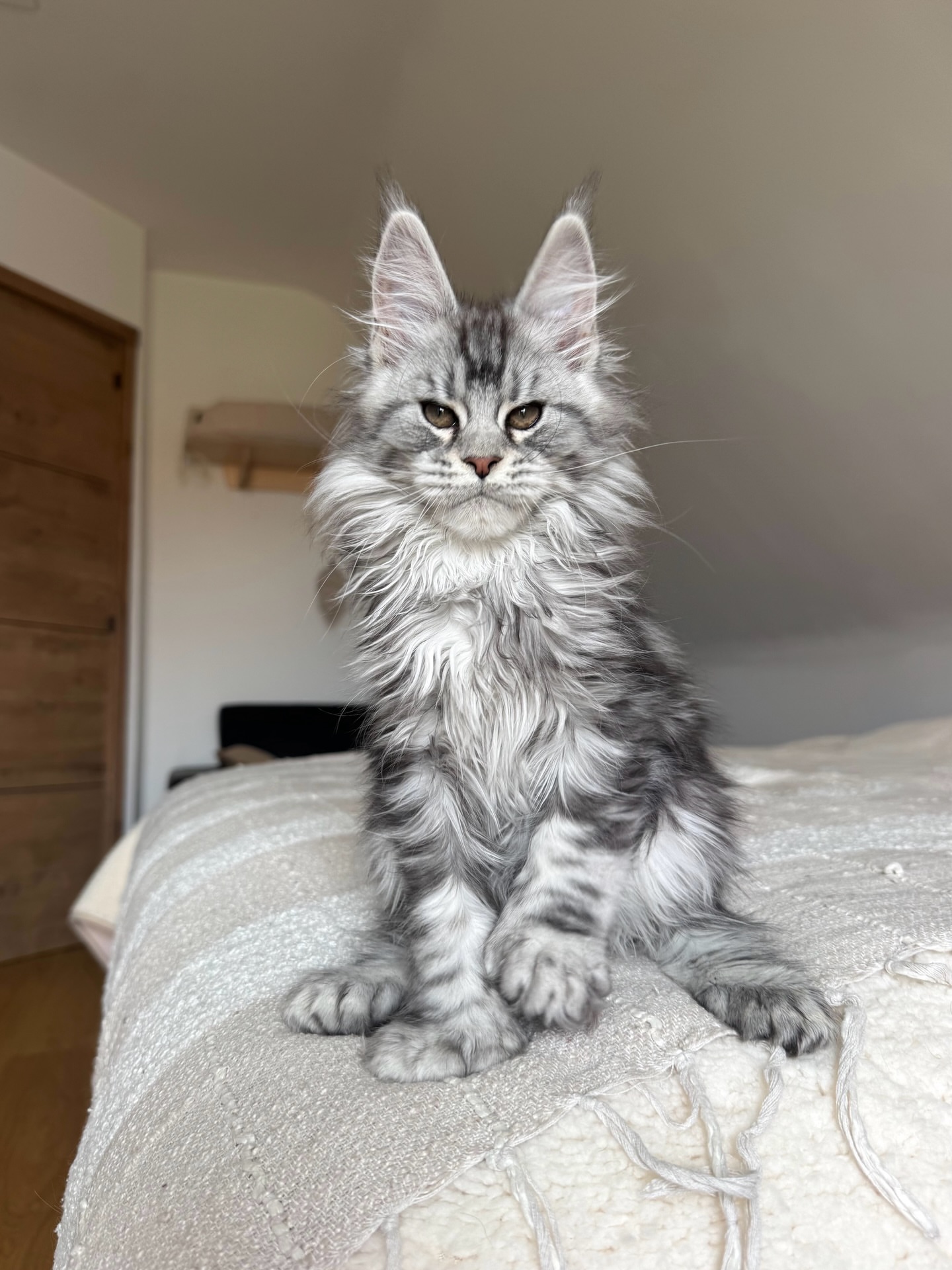 Silver Tabby Maine Coon Kitten - Image 2