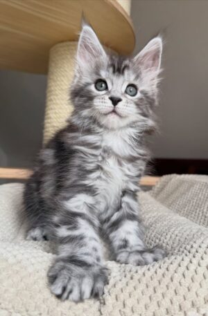 Male Silver Tabby Maine Coon Kitten