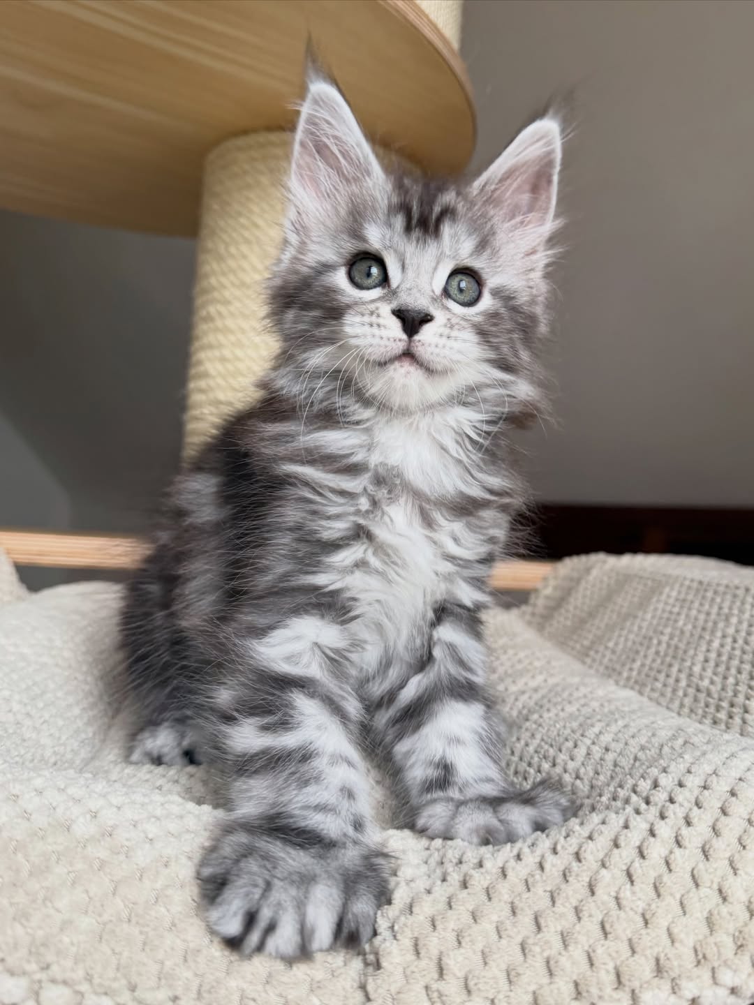 Male Silver Tabby Maine Coon Kitten