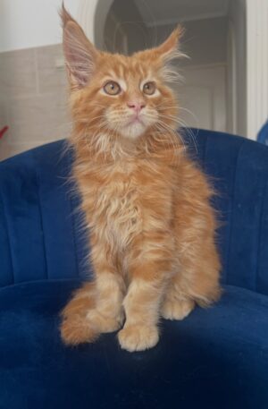 Red Tabby Maine Coon Kitten